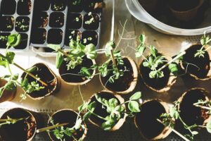 Gardening